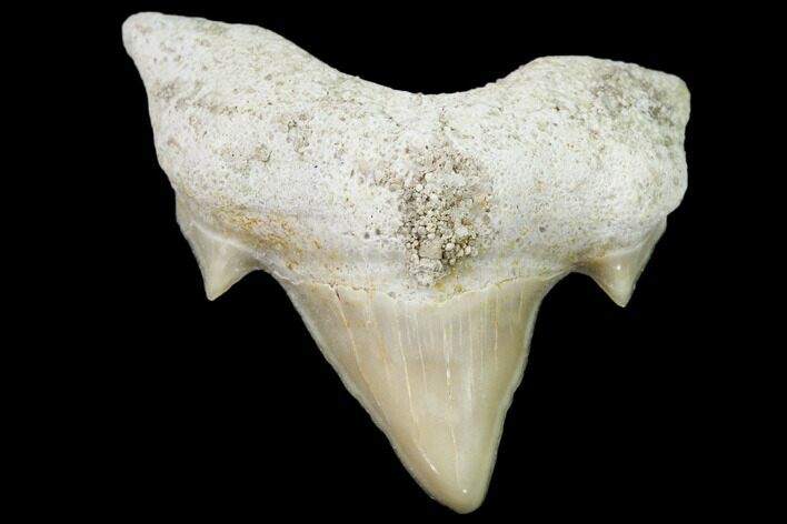 Pathological Shark (Otodus) Tooth - Morocco #108262